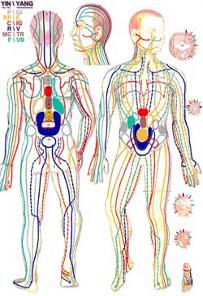 Schéma des méridiens
